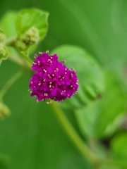 Boerhavia coccinea