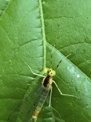 Stenacron interpunctatum interpunctatum