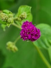 Boerhavia coccinea