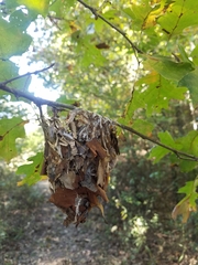 Vireo griseus