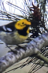 Setophaga townsendi × occidentalis