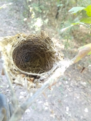 Vireo griseus