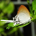Cheritra freja - Photo (c) anukma,  זכויות יוצרים חלקיות (CC BY), הועלה על ידי anukma