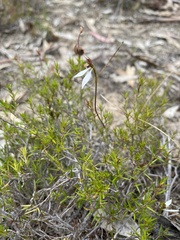 Eriochilus collinus collinus