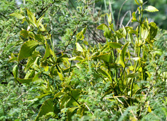 Phoradendron nervosum