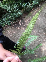 Polystichum hancockii