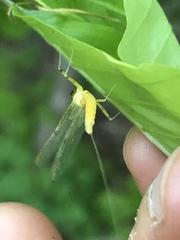 Stenacron interpunctatum heterotarsale