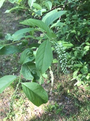 Itea
