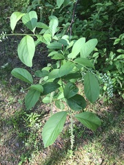 Itea