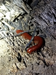 Trigoniulus corallinus
