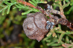 Cupressus pygmaea