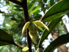 Goniothalamus macrophyllus