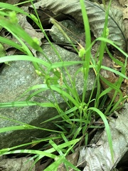 Carex oligocarpa