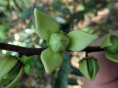 Goniothalamus macrophyllus