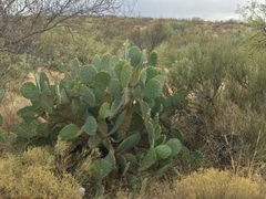 Opuntia engelmannii engelmannii