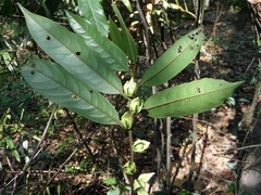 Goniothalamus macrophyllus