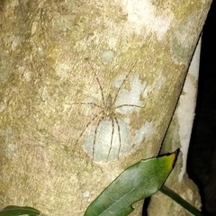 Heteropodinae