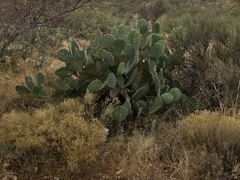 Opuntia engelmannii engelmannii