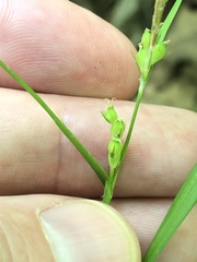 Carex oligocarpa
