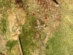 Pseudocoremia indistincta