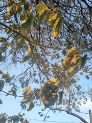 Cordia elaeagnoides