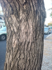 Cordia elaeagnoides