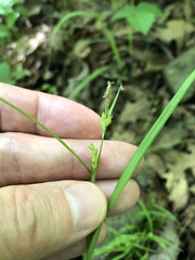 Carex oligocarpa