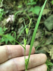 Carex oligocarpa