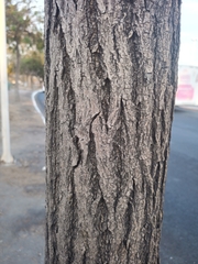 Tabebuia rosea
