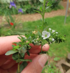 Veronica serpyllifolia serpyllifolia