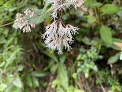 Eupatorium formosanum
