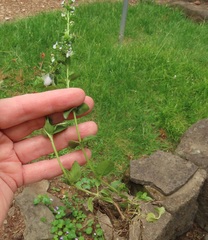 Veronica serpyllifolia serpyllifolia