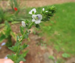 Veronica serpyllifolia serpyllifolia
