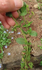 Veronica serpyllifolia serpyllifolia
