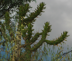 Austrocylindropuntia subulata