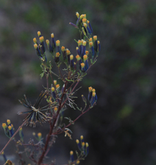 Asteraceae