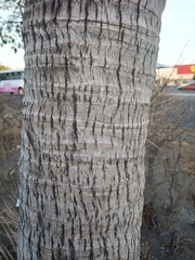Cocos nucifera