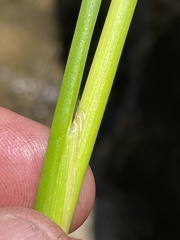 Juncus dubius