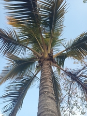 Cocos nucifera