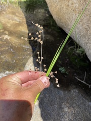 Juncus dubius