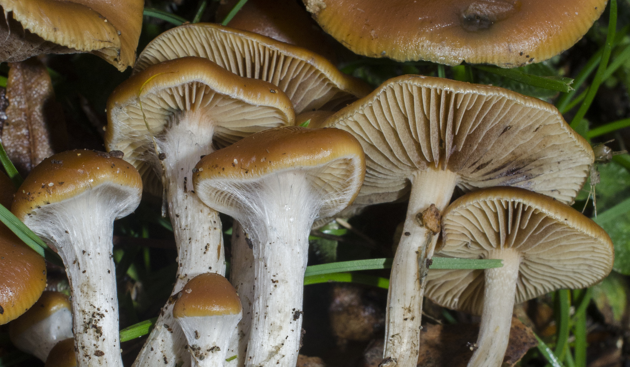 psilocybe cyanescens habitat