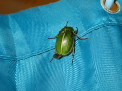 Stethaspis suturalis