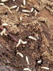 Reticulitermes speratus