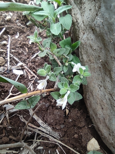 Torrey's wrightwort (Carlowrightia torreyana)