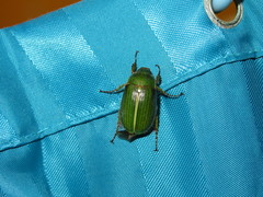 Stethaspis suturalis