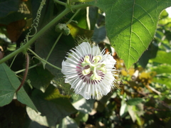Passiflora foetida