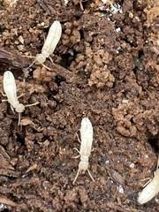 Reticulitermes speratus