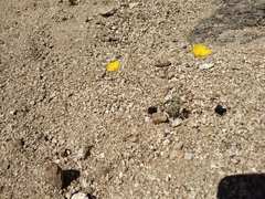 Eschscholzia androuxii