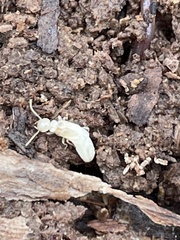 Reticulitermes speratus