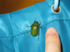 Stethaspis suturalis